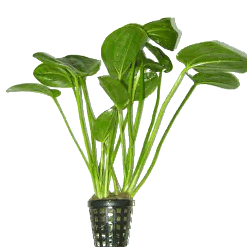 Echinodorus harbich moederplant